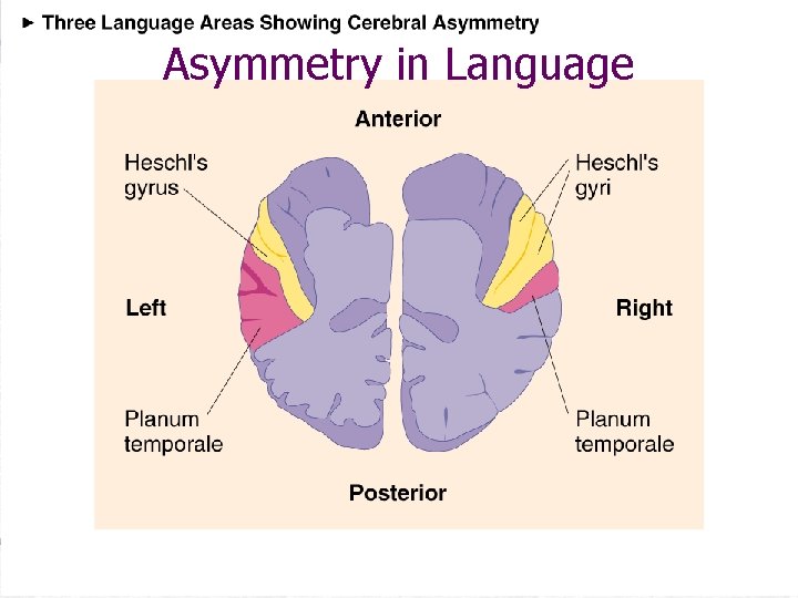 Asymmetry in Language 