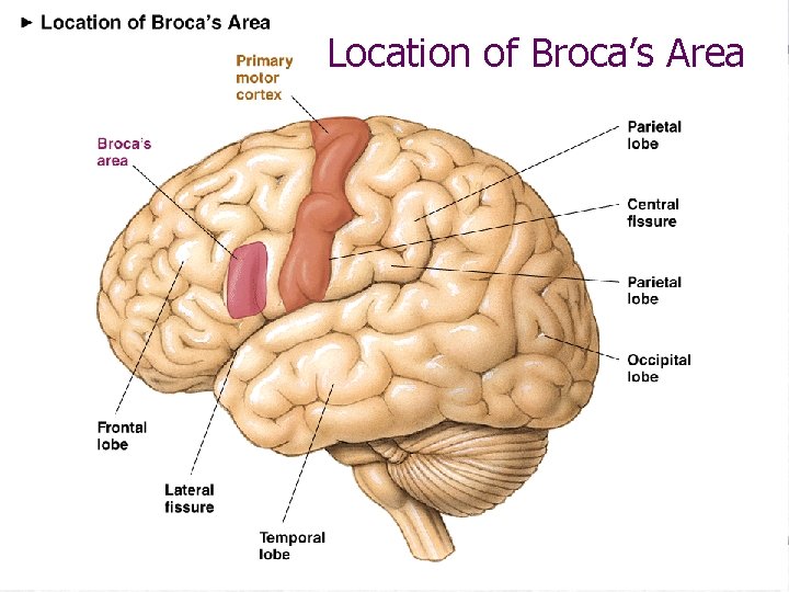 Location of Broca’s Area 