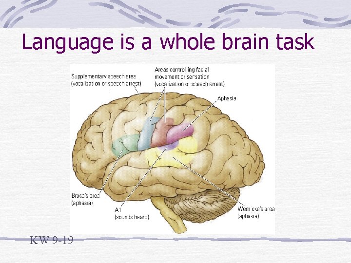 Language is a whole brain task KW 9 -19 