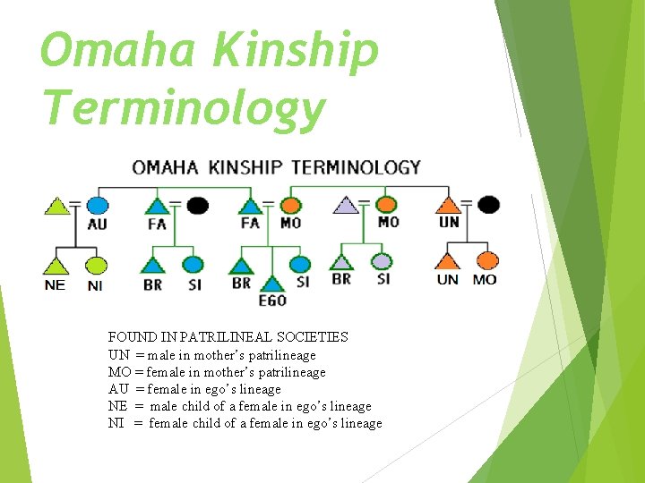 Omaha Kinship Terminology FOUND IN PATRILINEAL SOCIETIES UN = male in mother’s patrilineage MO