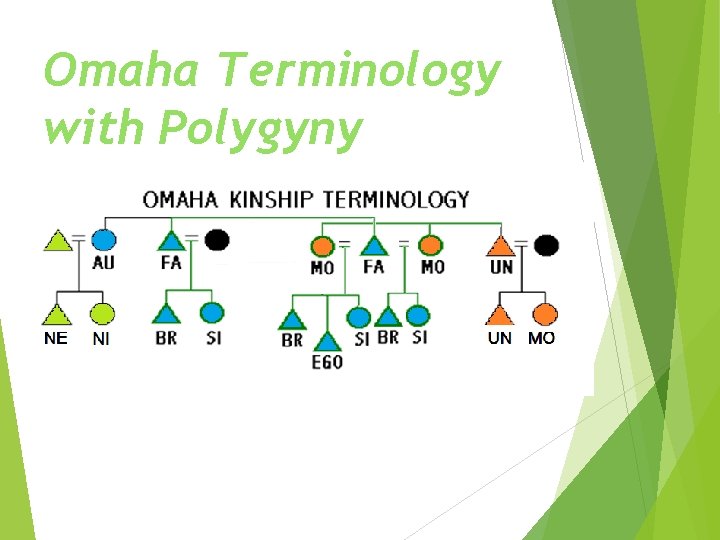 Omaha Terminology with Polygyny 