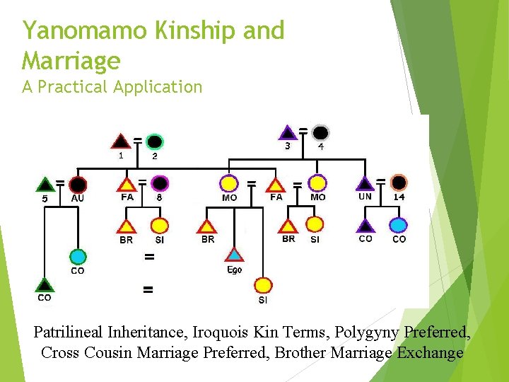 Yanomamo Kinship and Marriage A Practical Application Patrilineal Inheritance, Iroquois Kin Terms, Polygyny Preferred,