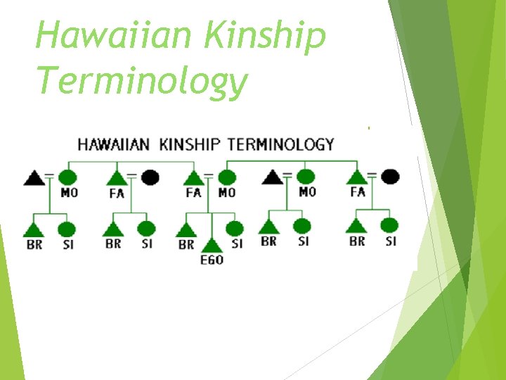 Hawaiian Kinship Terminology 