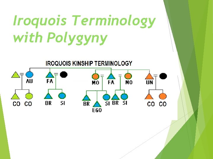 Iroquois Terminology with Polygyny 