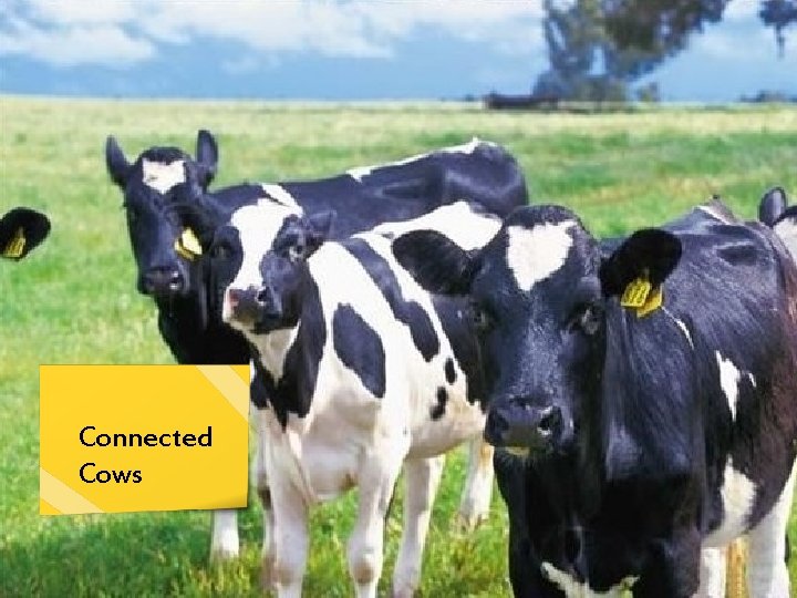 Connected Cows Copyright © 2014 TEMIS - All Rights Reserved - Slide 7 