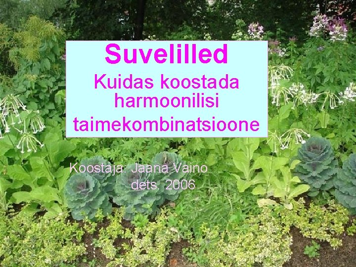 Suvelilled Kuidas koostada harmoonilisi taimekombinatsioone Koostaja: Jaana Vaino dets. 2006 