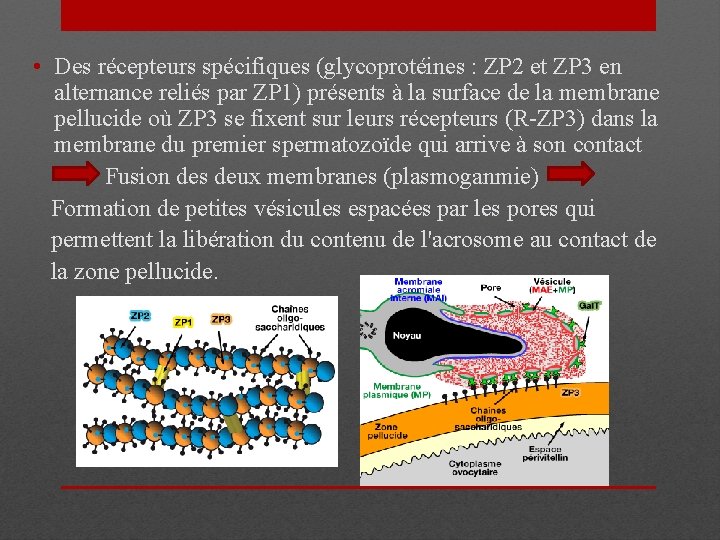  • Des récepteurs spécifiques (glycoprotéines : ZP 2 et ZP 3 en alternance