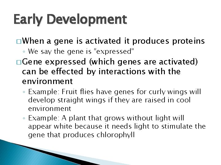 Early Development � When a gene is activated it produces proteins ◦ We say