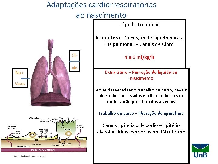 Adaptações cardiorrespiratórias ao nascimento Líquido Pulmonar Intra-útero – Secreção de líquido para a luz