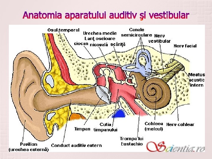 Anatomia aparatului auditiv şi vestibular 