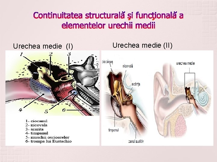 Continuitatea structurală şi funcţională a elementelor urechii medii Urechea medie (I) Urechea medie (II)