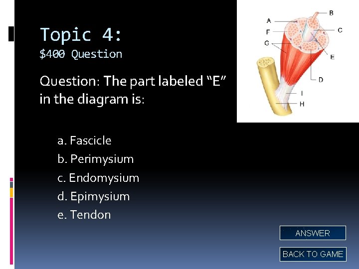 Topic 4: $400 Question: The part labeled “E” in the diagram is: a. Fascicle