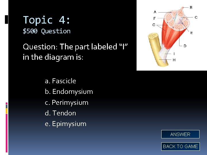 Topic 4: $500 Question: The part labeled “I” in the diagram is: a. Fascicle