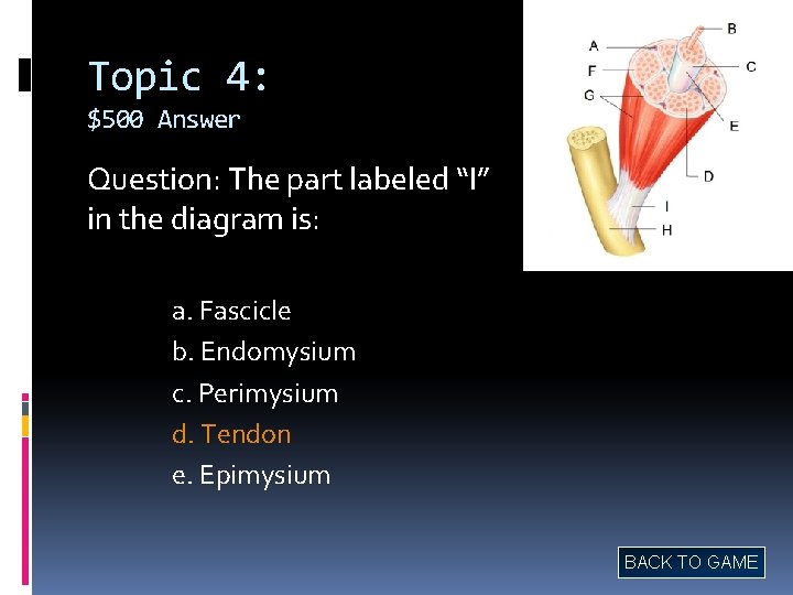 Topic 4: $500 Answer Question: The part labeled “I” in the diagram is: a.