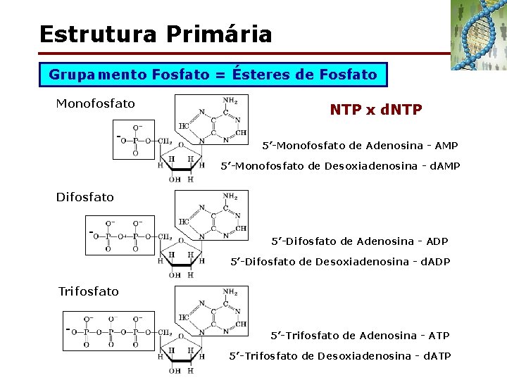 Estrutura Primária Grupamento Fosfato = Ésteres de Fosfato Monofosfato - NTP x d. NTP