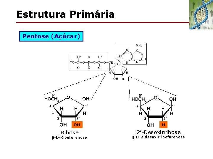 Estrutura Primária Pentose (Açúcar) R OH Ribose -D-Ribofuranose H 2’-Desoxirribose -D-2 -desoxirribofuranose 