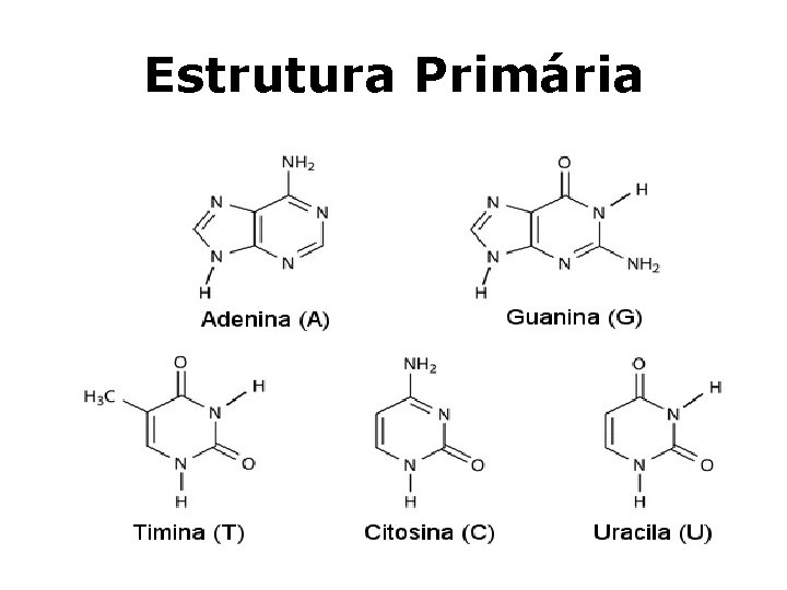 Estrutura Primária 