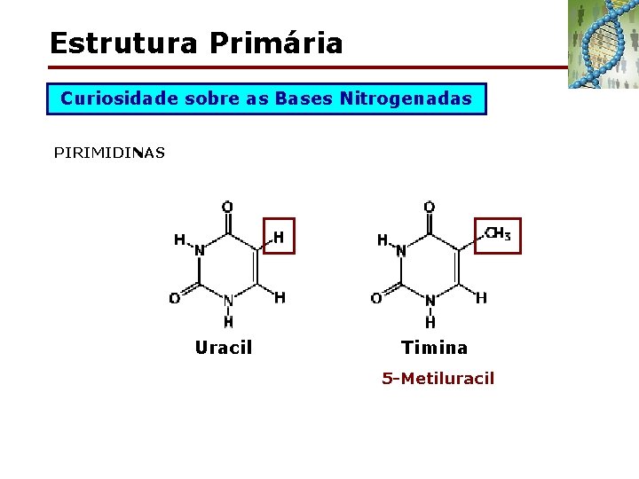 Estrutura Primária Curiosidade sobre as Bases Nitrogenadas PIRIMIDINAS Uracil Timina 5 -Metiluracil 