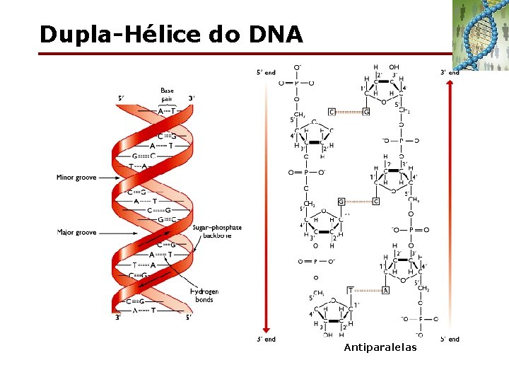 Dupla-Hélice do DNA Antiparalelas 