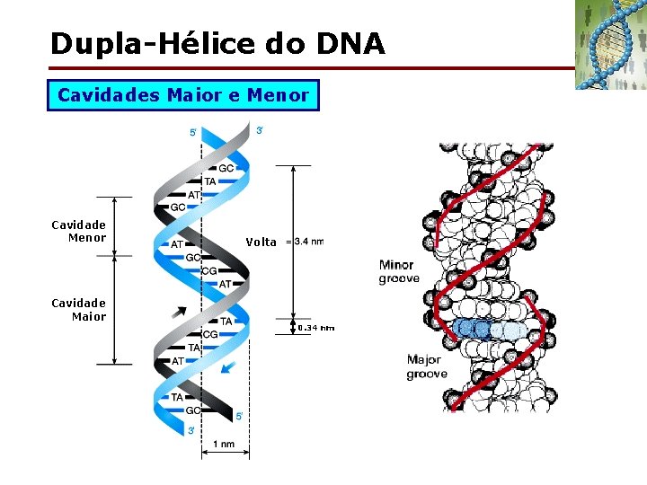 Dupla-Hélice do DNA Cavidades Maior e Menor Cavidade Maior Volta 0. 34 nm 