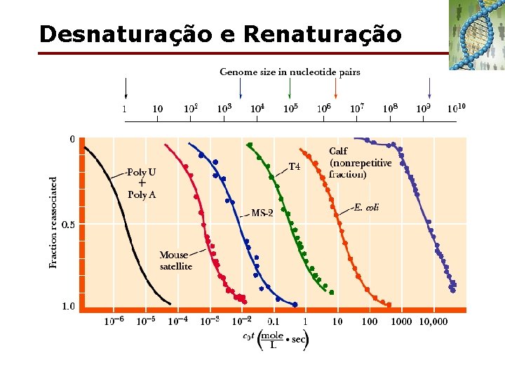 Desnaturação e Renaturação 