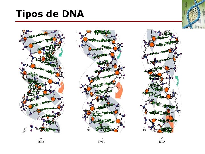 Tipos de DNA 