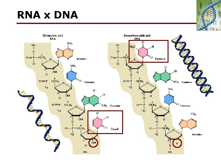RNA x DNA H H 