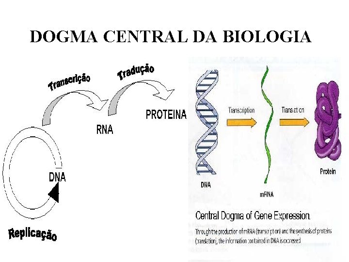 DOGMA CENTRAL DA BIOLOGIA 