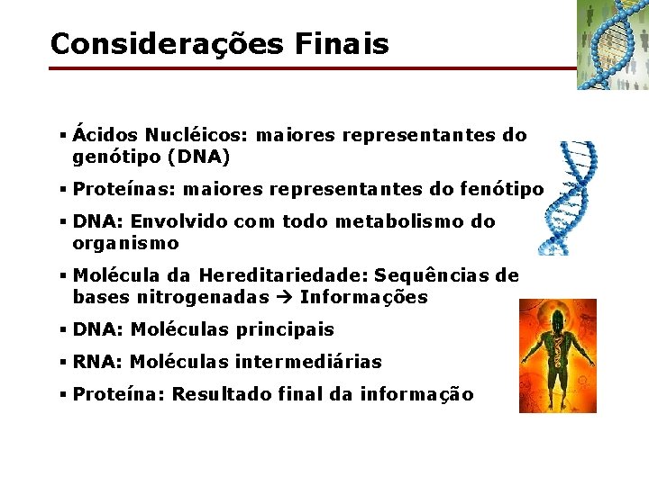 Considerações Finais § Ácidos Nucléicos: maiores representantes do genótipo (DNA) § Proteínas: maiores representantes