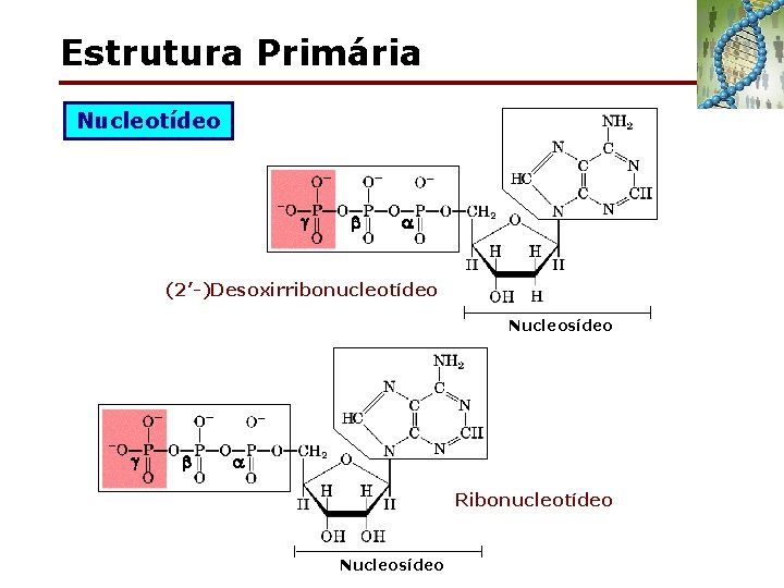 Estrutura Primária Nucleotídeo (2’-)Desoxirribonucleotídeo Nucleosídeo Ribonucleotídeo Nucleosídeo 