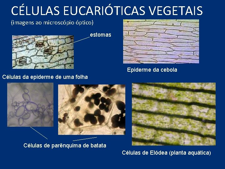 CÉLULAS EUCARIÓTICAS VEGETAIS (imagens ao microscópio óptico) estomas Epiderme da cebola Células da epiderme