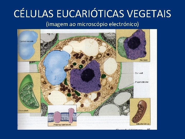 CÉLULAS EUCARIÓTICAS VEGETAIS (imagem ao microscópio electrónico) 