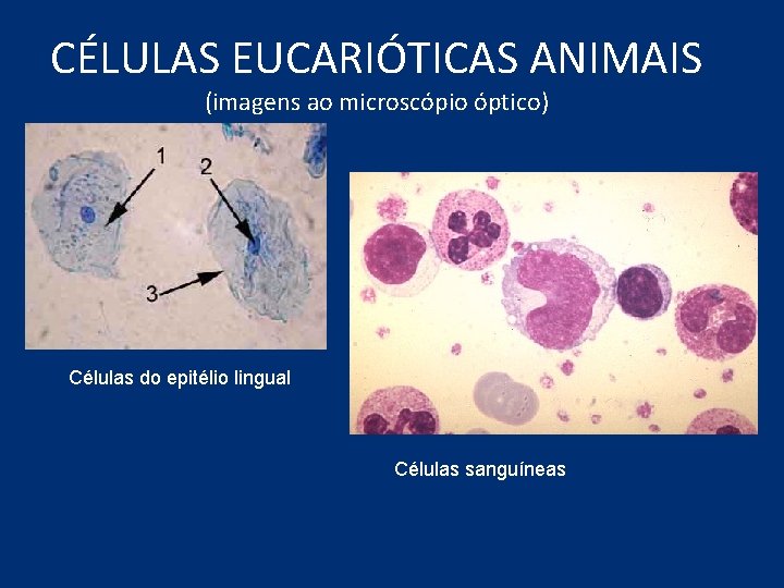 CÉLULAS EUCARIÓTICAS ANIMAIS (imagens ao microscópio óptico) Células do epitélio lingual Células sanguíneas 