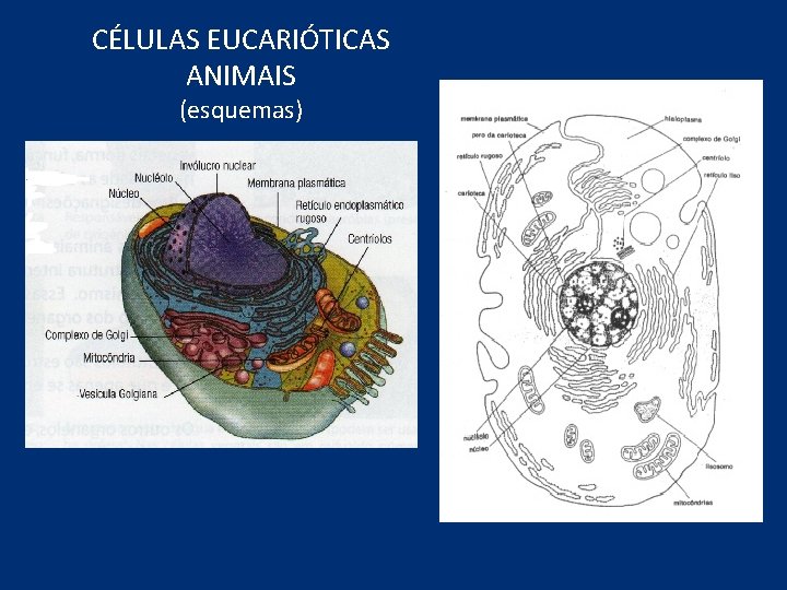 CÉLULAS EUCARIÓTICAS ANIMAIS (esquemas) 