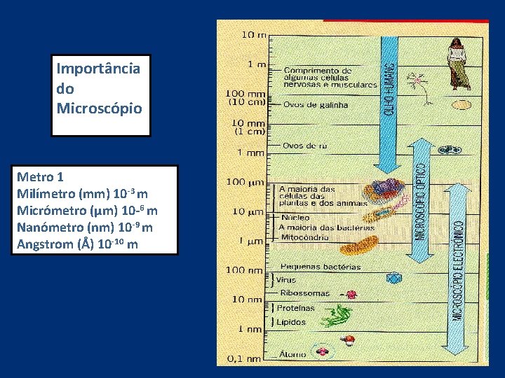 Importância do Microscópio Metro 1 Milímetro (mm) 10 -3 m Micrómetro (µm) 10 -6
