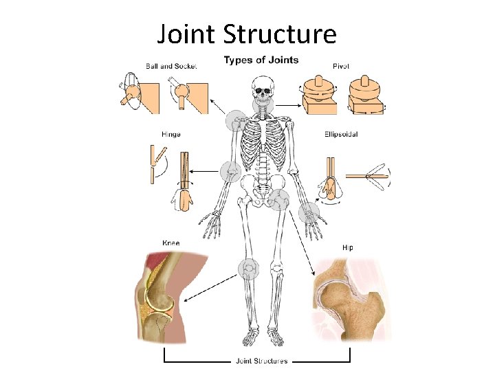 Joint Structure 