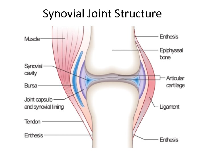 Synovial Joint Structure 