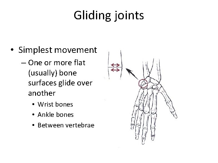 Gliding joints • Simplest movement – One or more flat (usually) bone surfaces glide