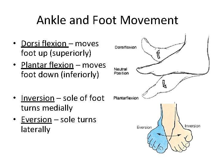 Ankle and Foot Movement • Dorsi flexion – moves foot up (superiorly) • Plantar