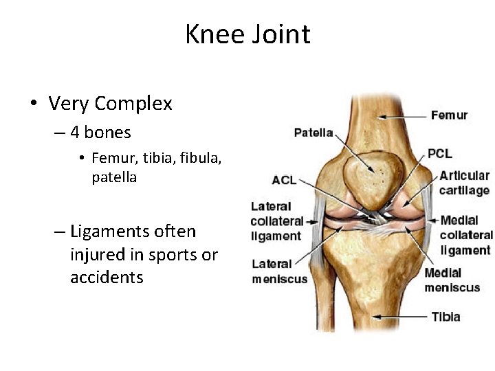 Knee Joint • Very Complex – 4 bones • Femur, tibia, fibula, patella –