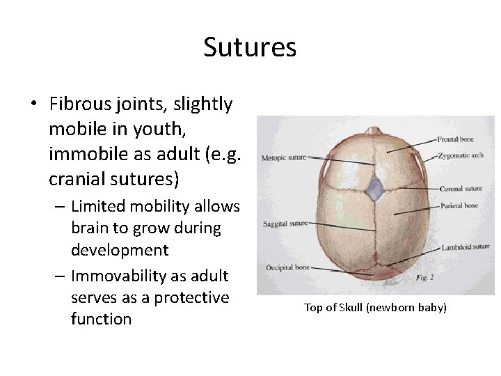 Sutures • Fibrous joints, slightly mobile in youth, immobile as adult (e. g. cranial