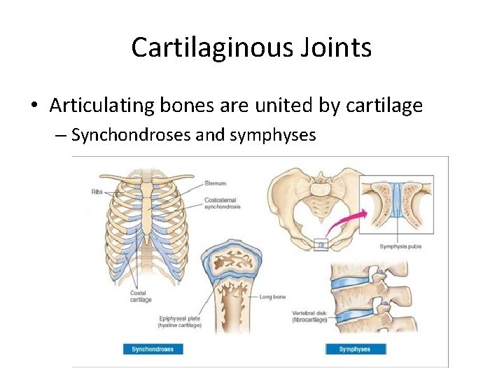 Cartilaginous Joints • Articulating bones are united by cartilage – Synchondroses and symphyses 