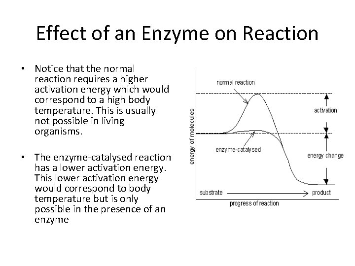 Effect of an Enzyme on Reaction • Notice that the normal reaction requires a