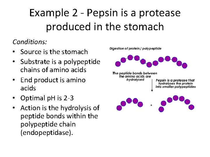 Example 2 - Pepsin is a protease produced in the stomach Conditions: • Source