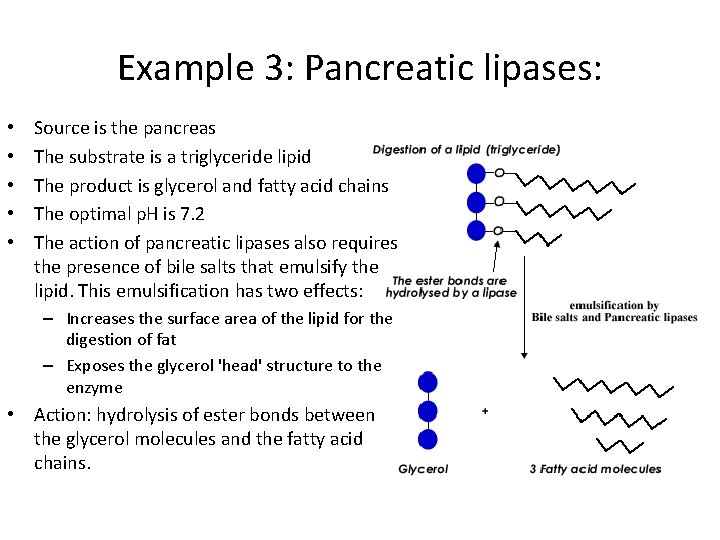  • • • Example 3: Pancreatic lipases: Source is the pancreas The substrate