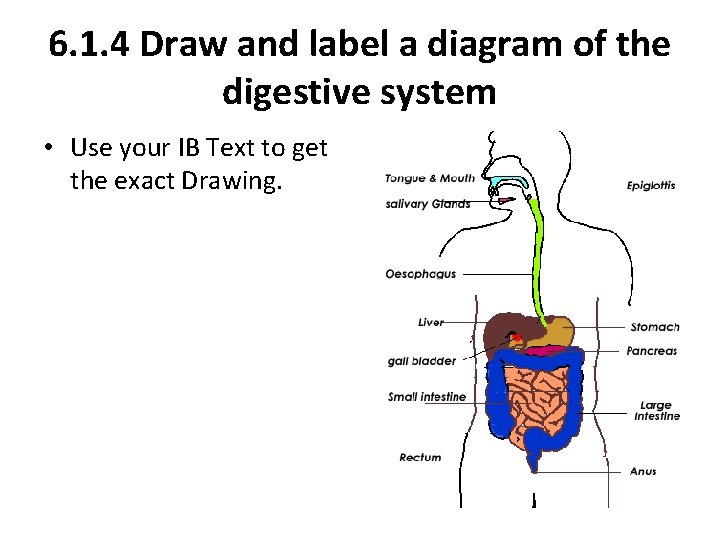 6. 1. 4 Draw and label a diagram of the digestive system • Use