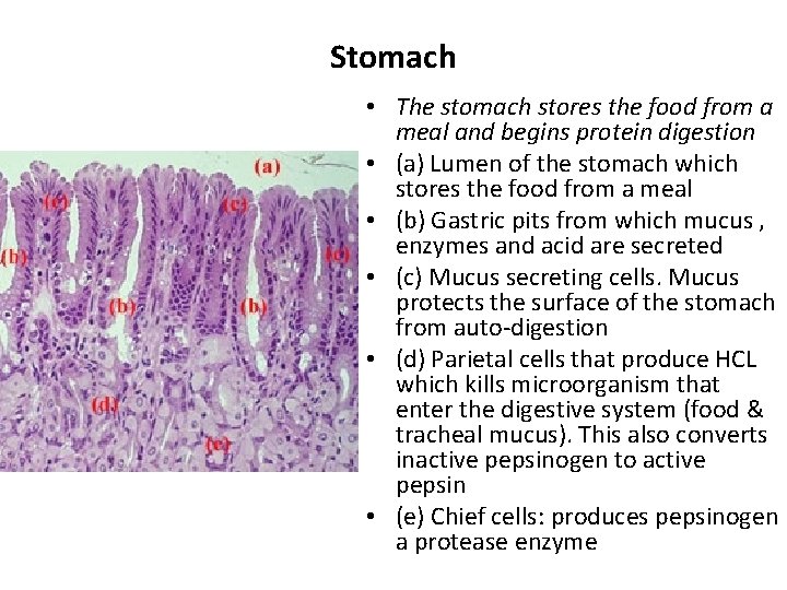 Stomach • The stomach stores the food from a meal and begins protein digestion