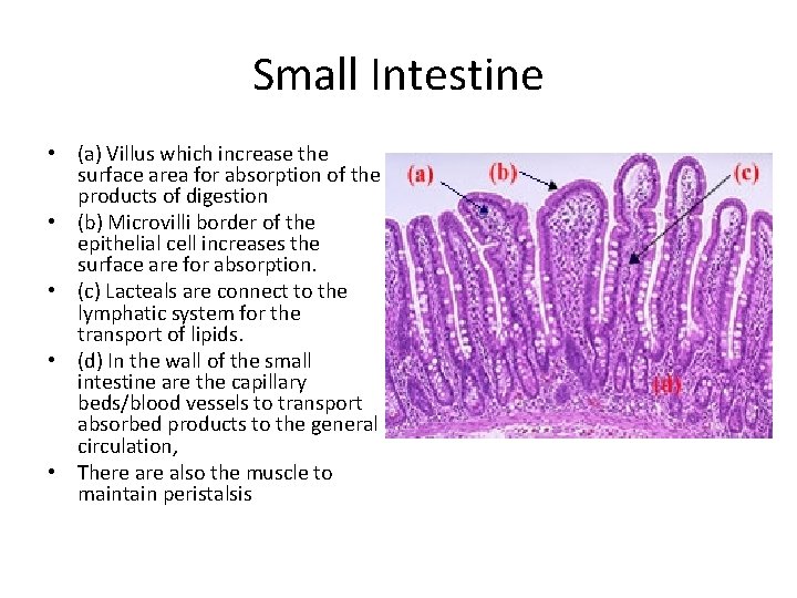 Small Intestine • (a) Villus which increase the surface area for absorption of the