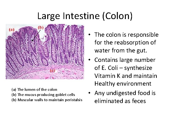 Large Intestine (Colon) (a) The lumen of the colon (b) The mucus producing goblet