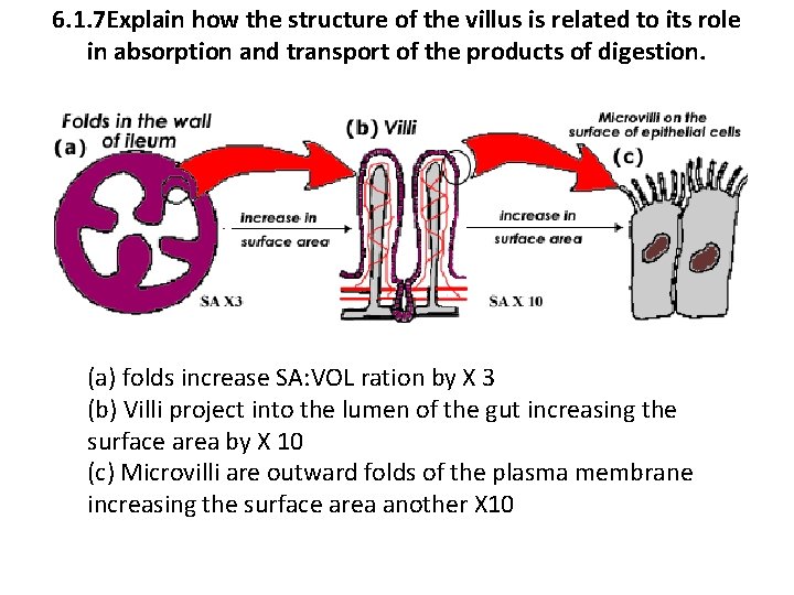 6. 1. 7 Explain how the structure of the villus is related to its